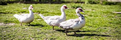 Looking for online definition of ente or what ente stands for? Ente Vom Bauernhof Fleisch Online Bestellen Pielers