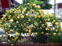 Climbing Golden Celebration Roses Forum Gardenweb English Roses Rose Front Garden