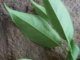 Image result for Multidentia concrescens