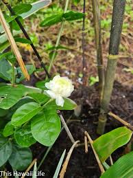 The tropical islands of hawaii are known for playing host to some of the world's most beautiful flowers. Fragrant Flowers Of Hawaii This Hawaii Life