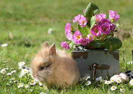 Hier gibt es alle infos zum. Kaninchen Ostern Hase Kostenloses Foto Auf Pixabay