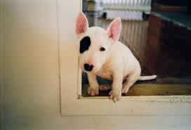 Love Bullies With Images Bull Terrier Cute Animals Bull Terrier Puppy