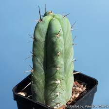 In its raw form, san pedro is a massive cactus that can reach up to six metres tall. Trichocereus Pachanoi F Quadricostatus
