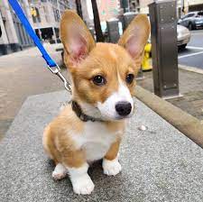 Call today to learn more about getting your very own corgi! High Quality Pembroke Welsh Corgi Puppies For Sale Near You