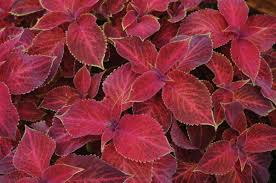 Image result for Coleus betonicifolius