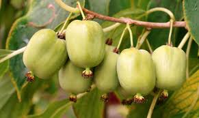 One for me, one for family, one for a friend. Hardy Kiwi Trellis Tips To Hang Them Up High