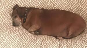 Your dog can eat some fat. Fat Vincent The Dachshund Transformed After Losing More Than Half His Body Weight Abc News