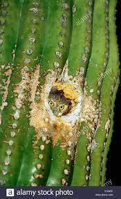 Males help build the large cactus wrens live well among humans. Birds Nest In Saguaro Cactus Stockfotos Und Bilder Kaufen Alamy