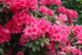 Anna Rose Whitney Rhododendron Rhododendron Anna Rose Whitney In Davidsonville Maryland Md At Homestead Gardens In 2020 Anna Rose Rhododendron Rose