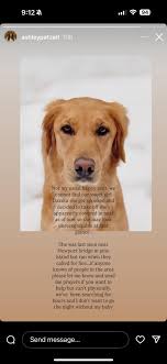 First spot in Yosemite of this little daredog named Koda!