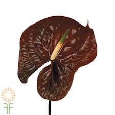 Pin On Caramel To Copper Flowers
