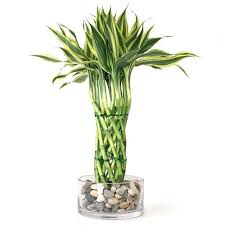 Black Bamboo Plants For Sale Gauteng Easternleaf Com Modern Braided Tower Lucky Bamboo Only 49 00 Lucky Bamboo Plants Lucky Bamboo Small Garden Design