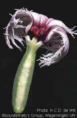 Image result for Telfairia occidentalis