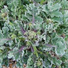 Image result for Crambe