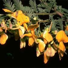 Image result for Aeschynomene megalophylla