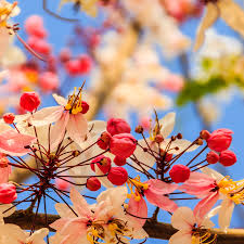 Image result for Cassia grandis