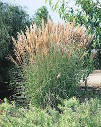 Maybe you would like to learn more about one of these? New Hybrids Miscanthus Ornamental Grass Seeds Perennial Flower Seeds