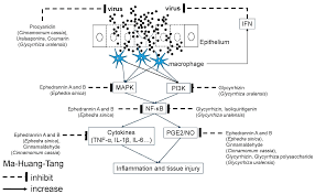 And perhaps the only worrying aspect was something that wasn't our. Molecules Free Full Text Unraveling The Molecular Mechanism Of Traditional Chinese Medicine Formulas Against Acute Airway Viral Infections As Examples Html