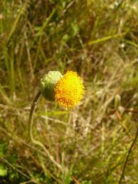 Image result for Crassocephalum vitellinum