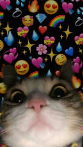Gambar wallpaper kucing lucu banget 200019 foto kucing lucu. Pin Oleh Datoakhalkatsi Di Bg Kucing Fotografi Abstrak Fotografi Still Life