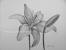 Sketch Lily Pencil Drawing