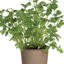 Image result for Coriandrum