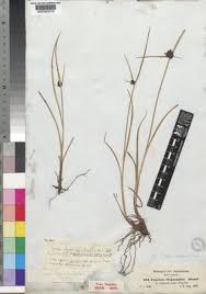 Image result for Pycreus elegantulus