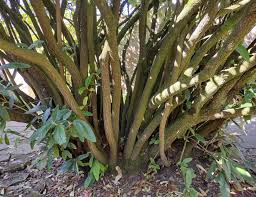 Image result for Rhabdophyllum