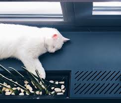 There's a difference between a cat slowly losing his health to progressive diseases such as kidney disease and cancer,. How To Identify Prevent Skin Cancer In Cats Litter Robot Blog