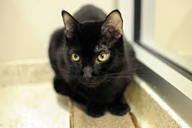 But it will be worth it. Destructive Scratching Aspca