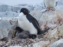 What we know is that climate change the exact size of the emperor penguin population is unknown. Climate Change May Shrink Adelie Penguin Range By End Of Century Climate Change Vital Signs Of The Planet