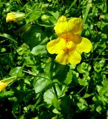 Image result for Phrymaceae