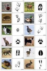 Sachunterricht In Der Grundschule Tierspuren Tierspuren Waldschule Tiere