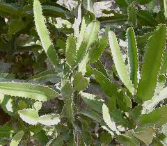 Image result for Euphorbia dawei