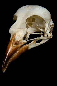 Bird Skull Skull Bird Skull Animal Skeletons