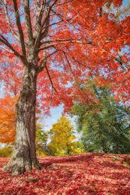 It can grow super tall, and there is a good chance that its leaves are so high off the ground that you cannot see them clearly. Colorful Autumn Trees At A Park In New England Maple Tree Leaves Forming A Beautiful Red Blanket Stock Photo Picture And Royalty Free Image Image 77691777