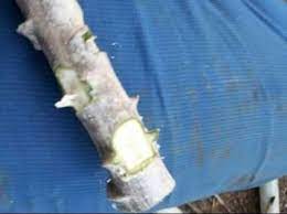 Ambil ubi kentang dan potong separuh. Tip Tanam Ubi Kayu Agar Isi Banyak Bertingkat Tingkat Toreh Sikit Batang Buang Kulit Vanilla Kismis