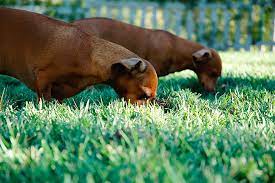 Why Dogs Eat Grass We Explain Here Pd Insurance Nz