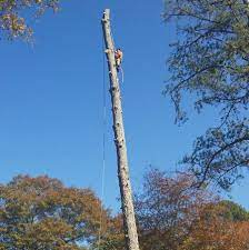 Ricardo hernandez jr on seotud selle ettevõttega. Jesus Hernandez Tree Service Home Facebook