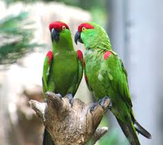Image result for parrot