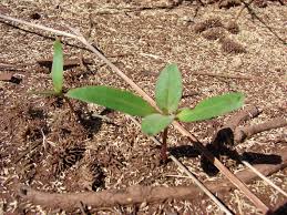 Image result for Xanthium strumarium