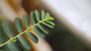 Image result for Phyllanthus fraternus