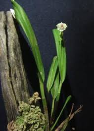 Image result for Polystachya campyloglossa