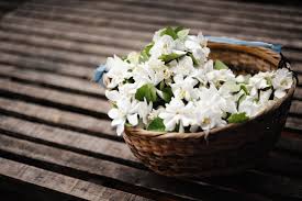 Maybe you would like to learn more about one of these? Jasmine Oil Benefits Side Effects Dosage And Interactions