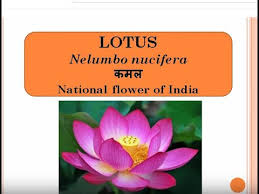 Is a modern enterprise dedicated to the design and manufacture of commercial food dehydrator for sale & industrial heat pump dryers, food dehydrators and food drying rooms. 40 Flowers With Scientific Names Common Names And Hindi Names à¤« à¤² à¤• à¤µ à¤œ à¤ž à¤¨ à¤• à¤¨ à¤® Youtube