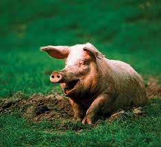 pig - Students | Britannica Kids ...