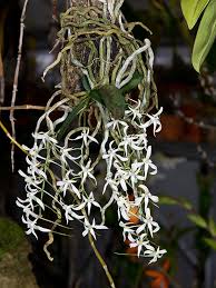 Image result for Mystacidium venosum