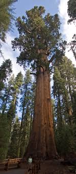 What percentage of trees is left in the world? List Of Largest Giant Sequoias Wikipedia