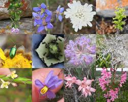 Image result for Teedia lucida