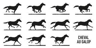 Check spelling or type a new query. Cheval Au Galop Decomposition Stock Vector Adobe Stock